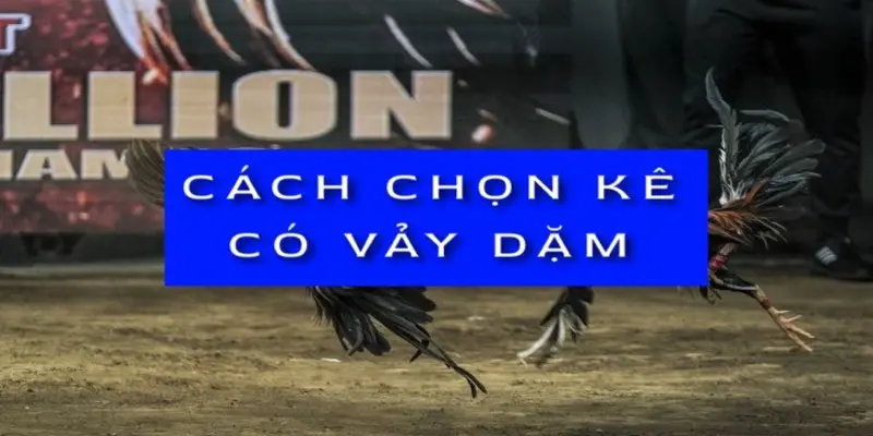 Vảy dặm ngón chúa là tốt hay xấu? Cách chọn chiến kê qua vảy 3 cach-chon-ke-co-vay-dam